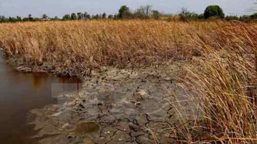 Rice allocated to drought-hit provinces