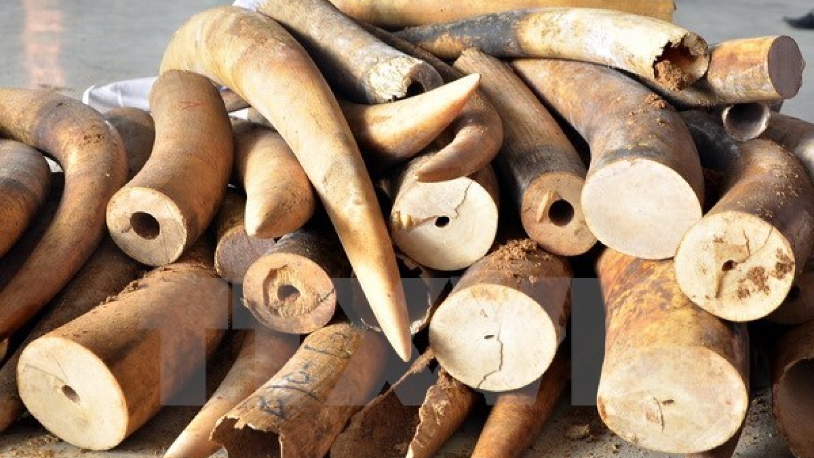 Customs uncover over 700kg of ivory transported by sea