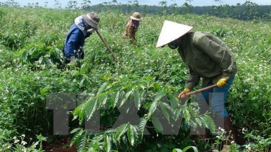 Vietnam earns US$392 mln from rubber export in two months