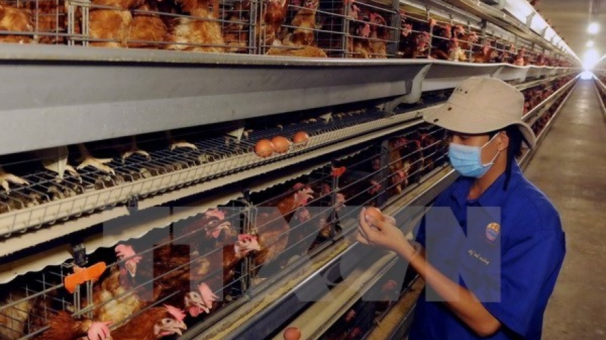 Health official alerts potential human bird flu infections