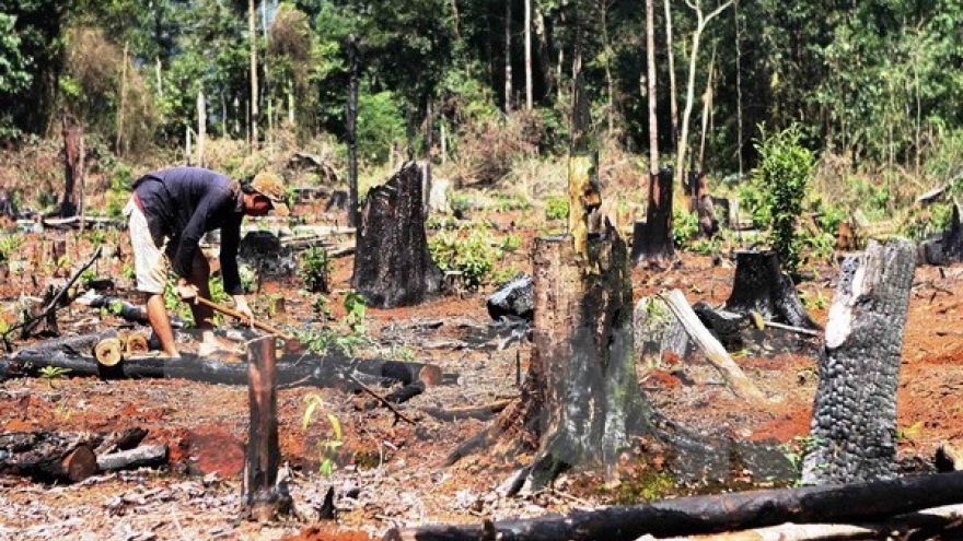 Central Highlands halt licensing forest conversion projects