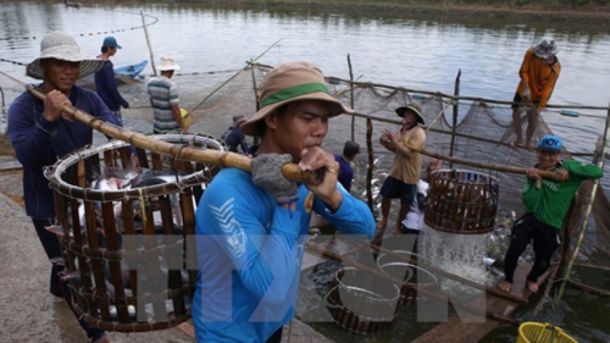 Tra breeders told to create value chains