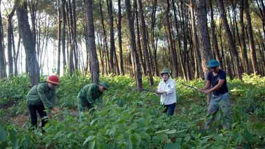Vietnam, Laos provinces review joint forest protection