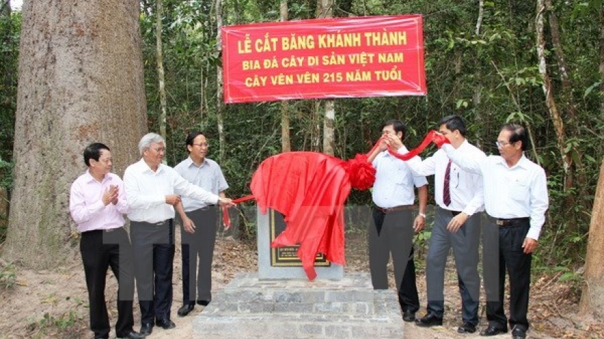 Heritage title given to centuries-old trees in Tay Ninh