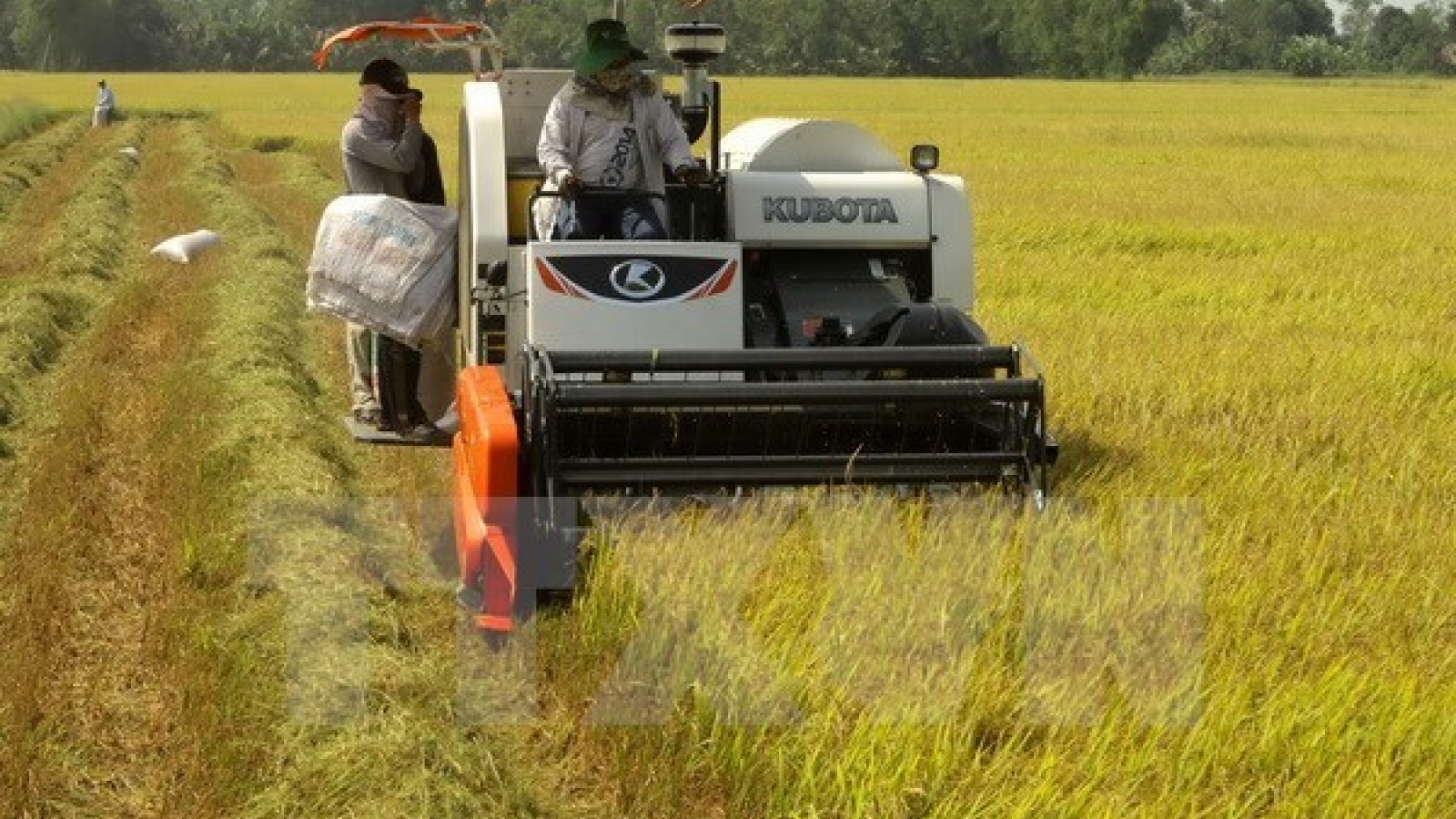 Mekong Delta farmers expand rice growing area