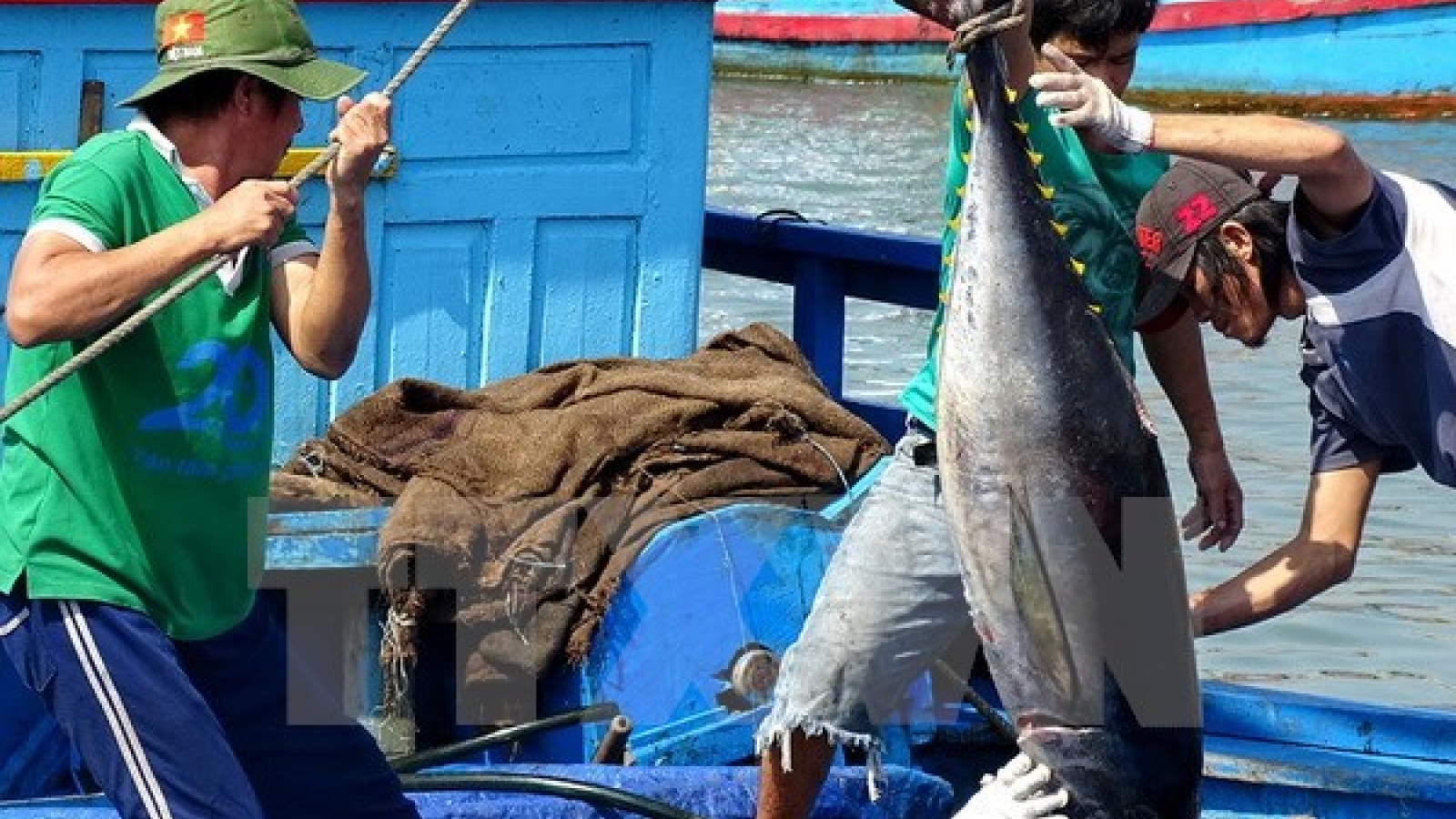 Vietnam’s tuna exports witness impressive growth
