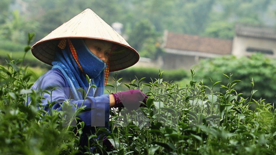 Tea festival attracts international participants
