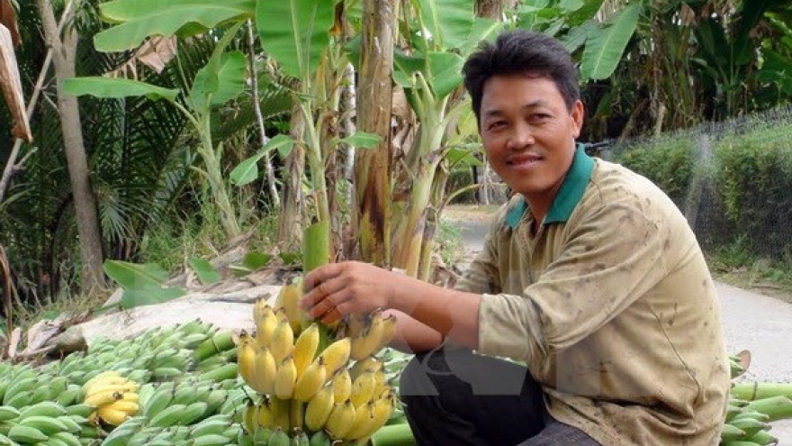 Can Tho seeks ways to export bananas to Republic of Korea