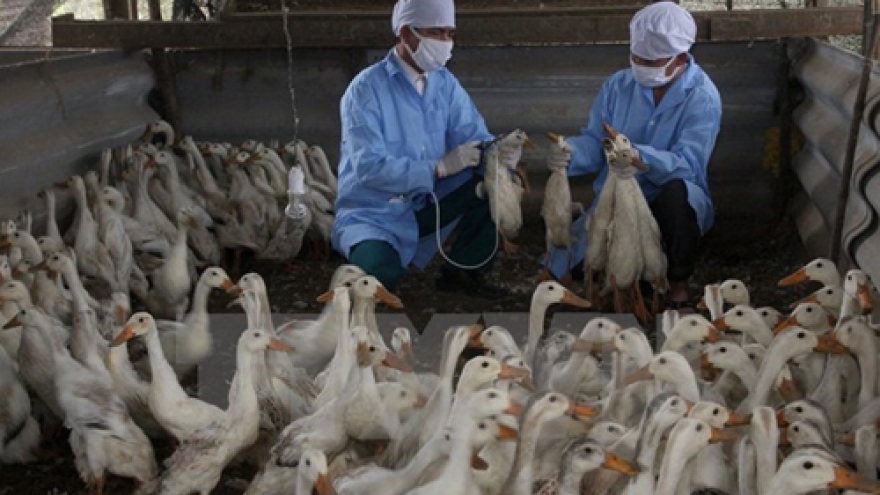 Health sector warns of renewed bird flu threat