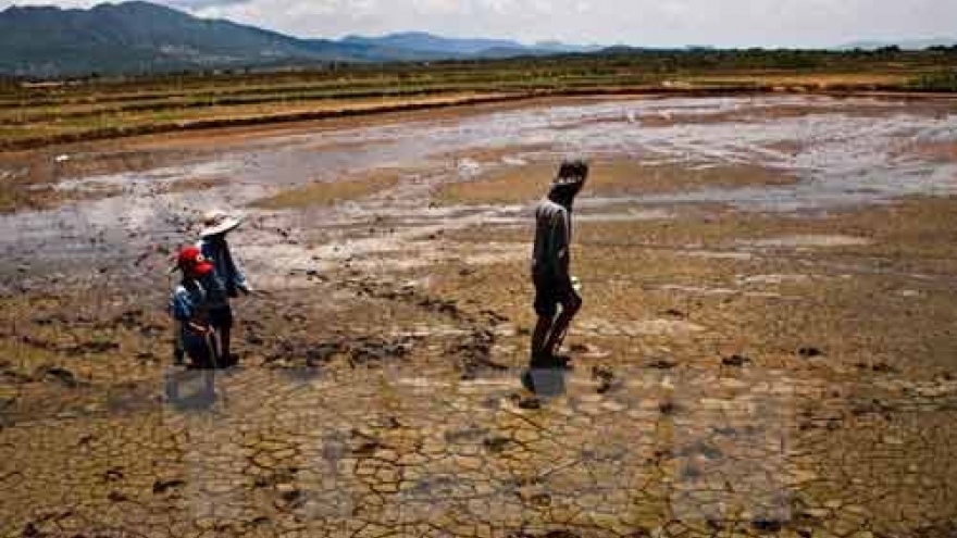El Nino causes estimated loss of VND12 billion for Long An province