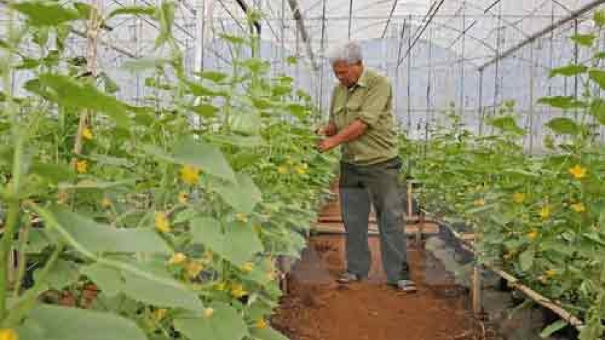 New Zealand funded vegetable project benefits Binh Dinh