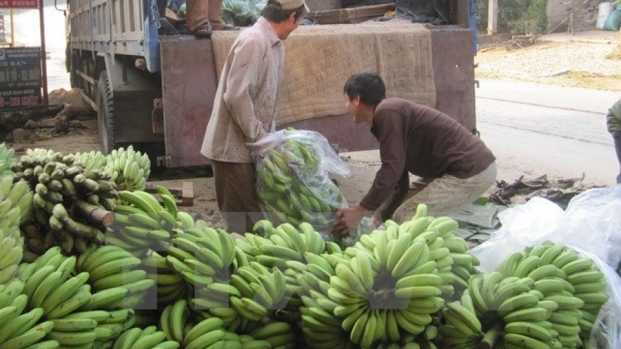 Vietnam banana exports see upbeat outlook