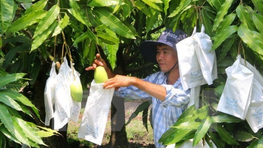 
        Vietnam begins exporting mango to Australia
                              