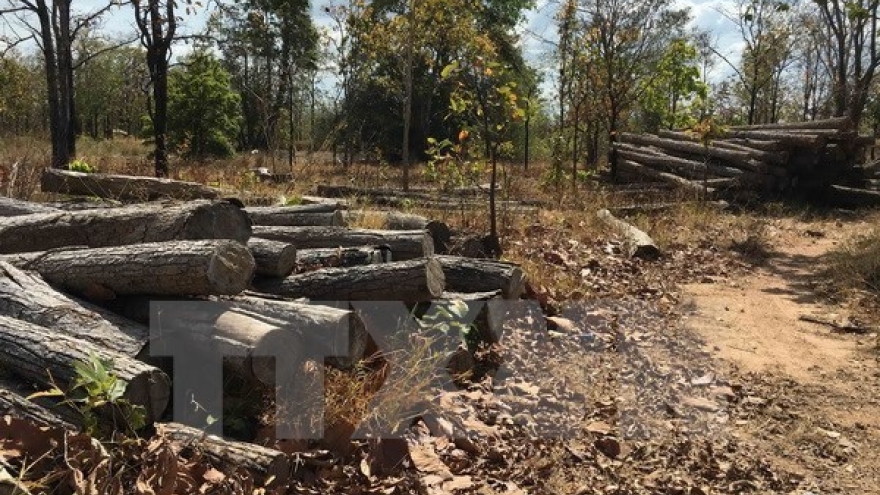 Ministry strives for sustainable forestry sector development