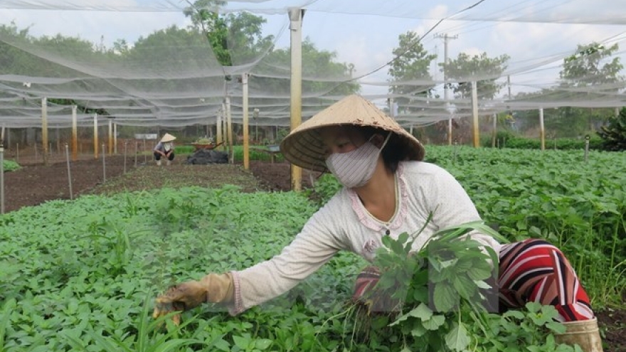 Malaysia might need to import vegetables from Vietnam