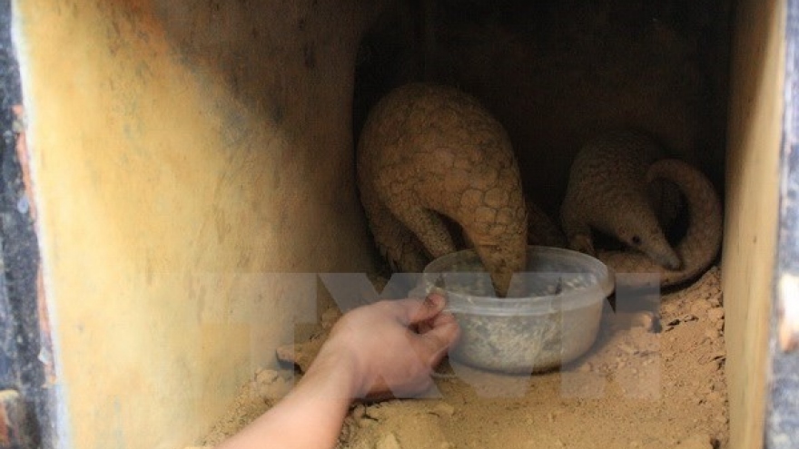 Twenty-two Sunda pangolins rescued in Ninh Binh