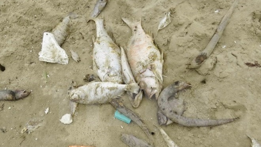 Deputy PM discusses fish deaths in Quang Binh