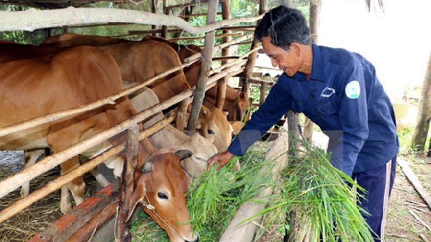 Policy bank helps lower poverty rate in Central Highlands