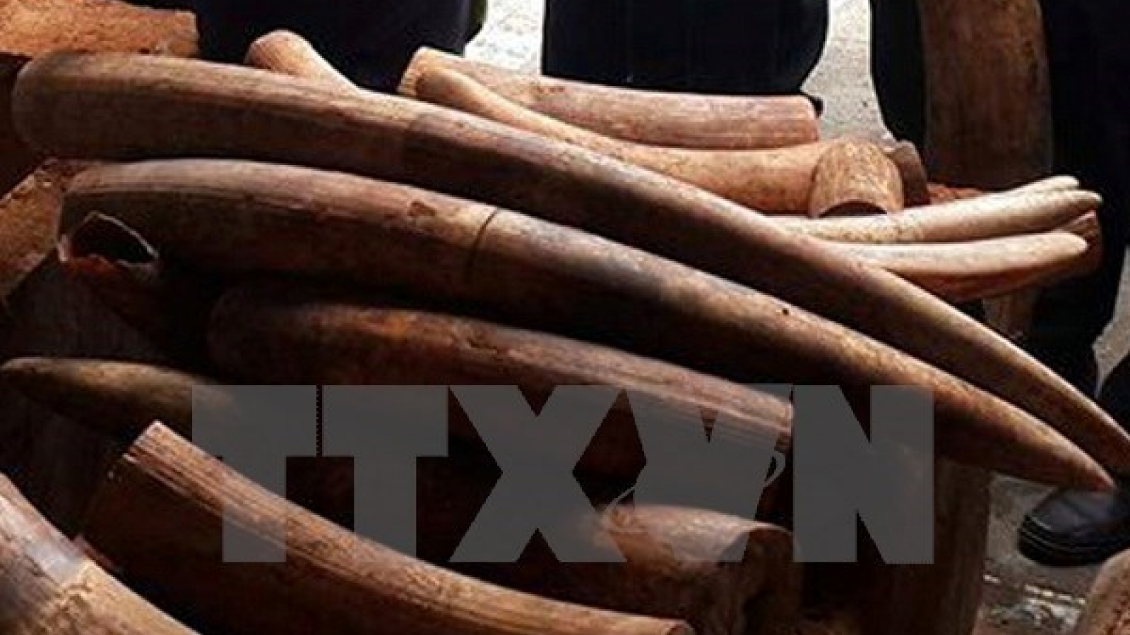 Man imprisoned for illegally transporting ivory
