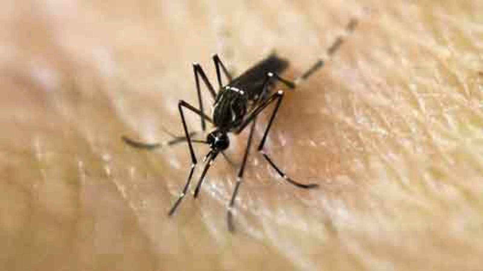 Singapore sprays residences as Zika expected to spread