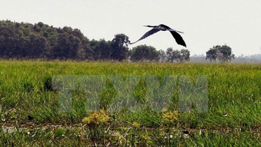 Over 2,000 rare storks come to reside in Tram Chim santuary