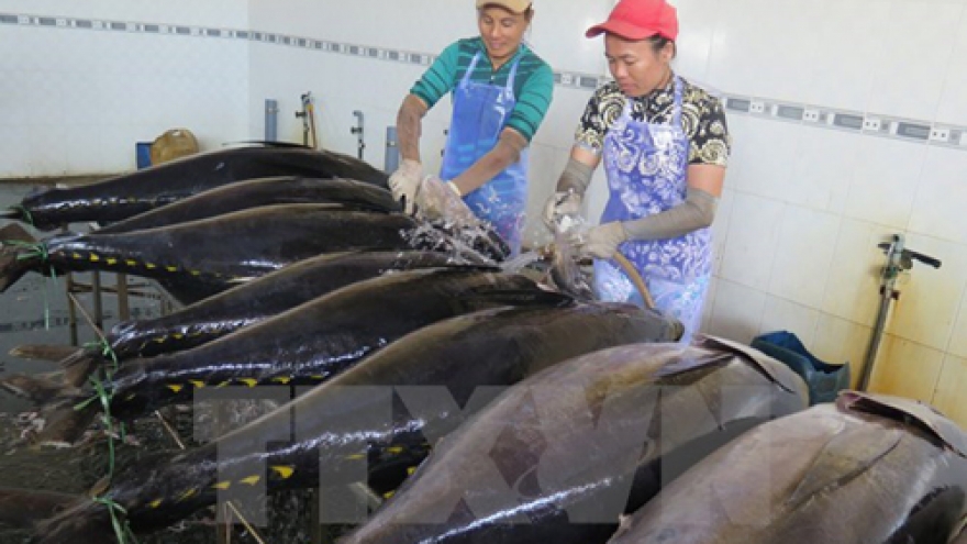 Binh Dinh fishermen provided with advanced Japanese fishing techniques