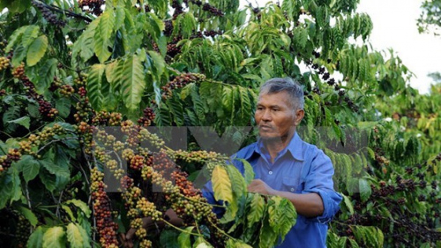 Vietnam, UK seek ways to boost coffee trade