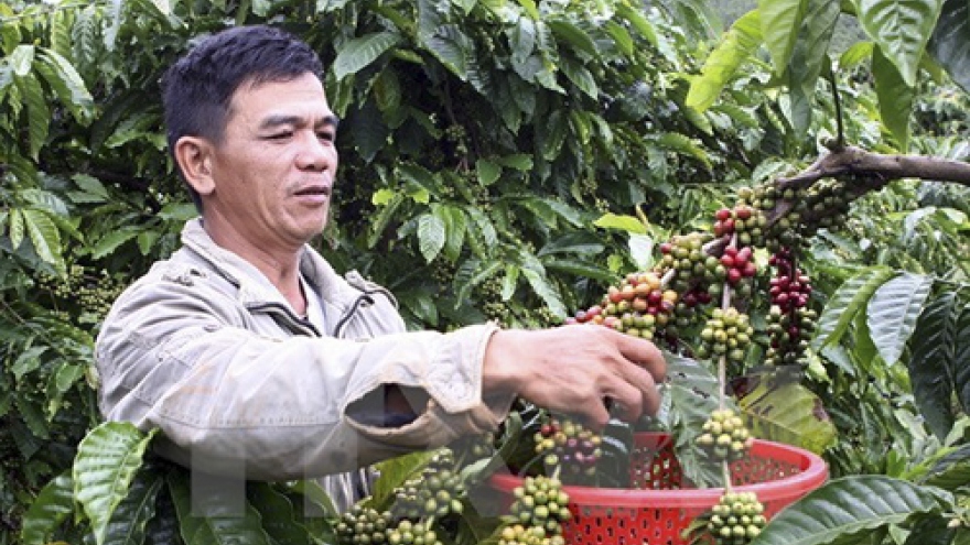Vietnam’s instant coffee exports on upswing
