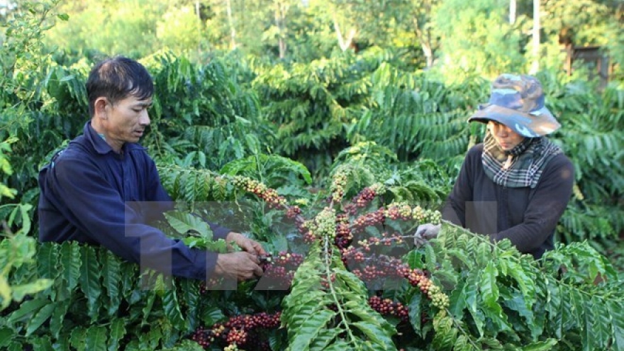 Dak Lak promotes sustainable coffee production