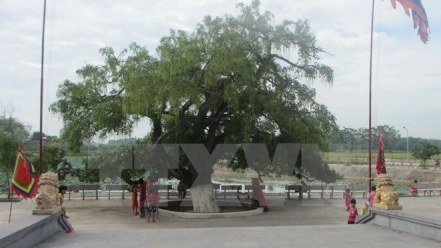 Heritage title given to centuries-old tree in Vinh Phuc