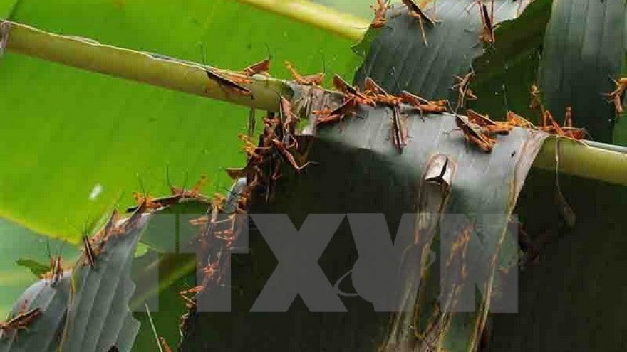 Grasshoppers damage crops in northern Cao Bang province