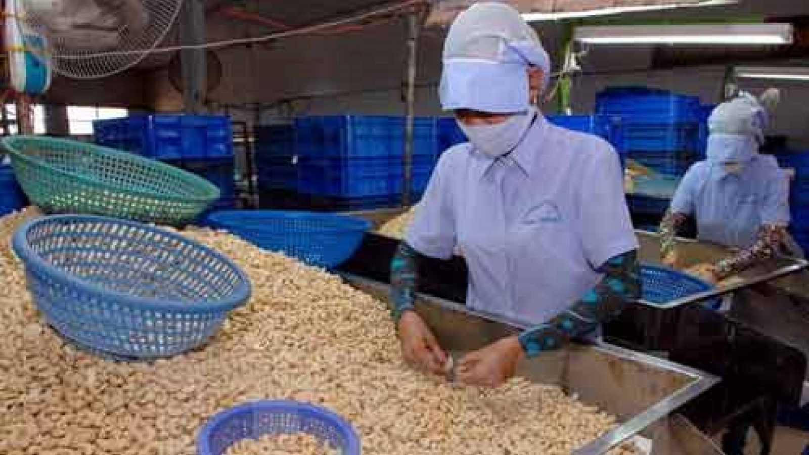 Binh Phuoc builds geographical indications for cashew products