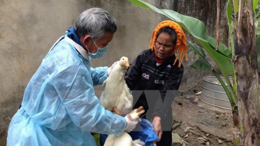 Another case of bird flu reported in Vietnam