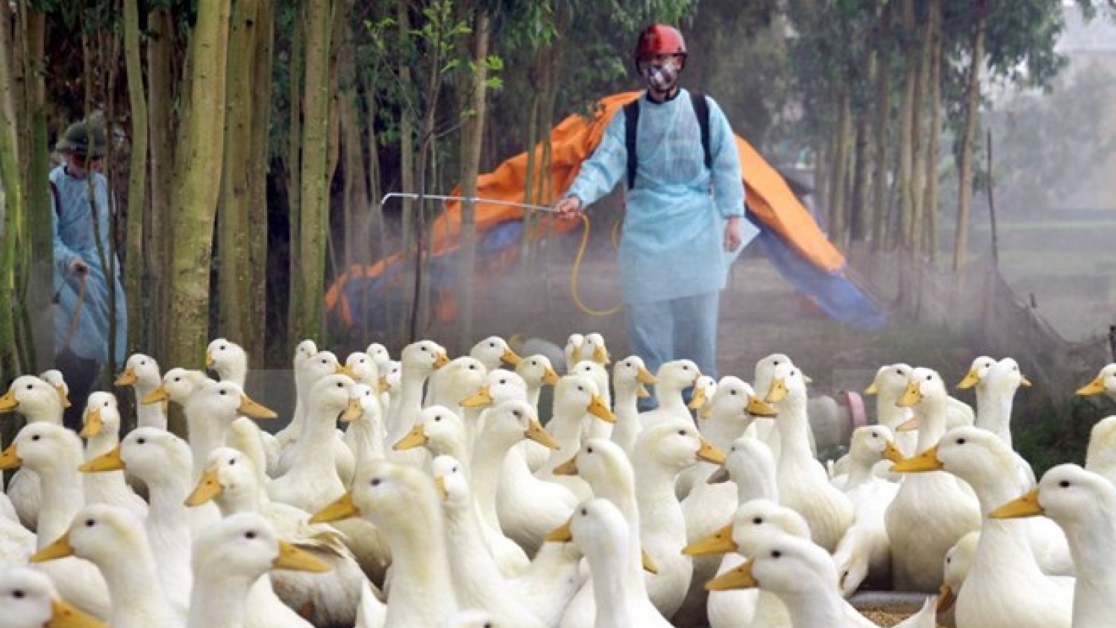 Vietnam reports yet another case of bird flu