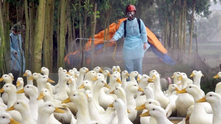 Vietnam reports yet another case of bird flu 
