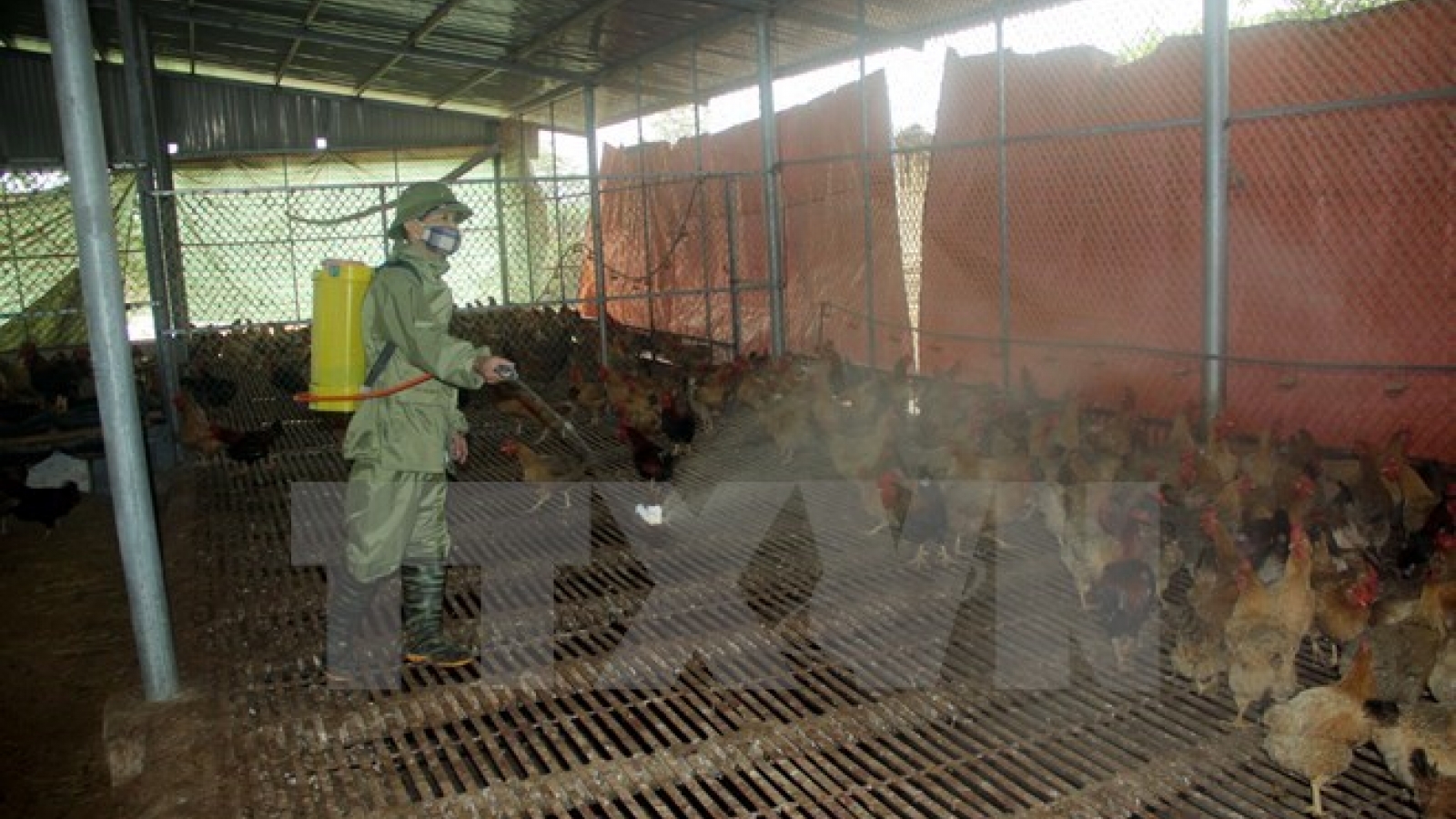 Ha Tinh announces new avian flu A/H5N1 outbreak