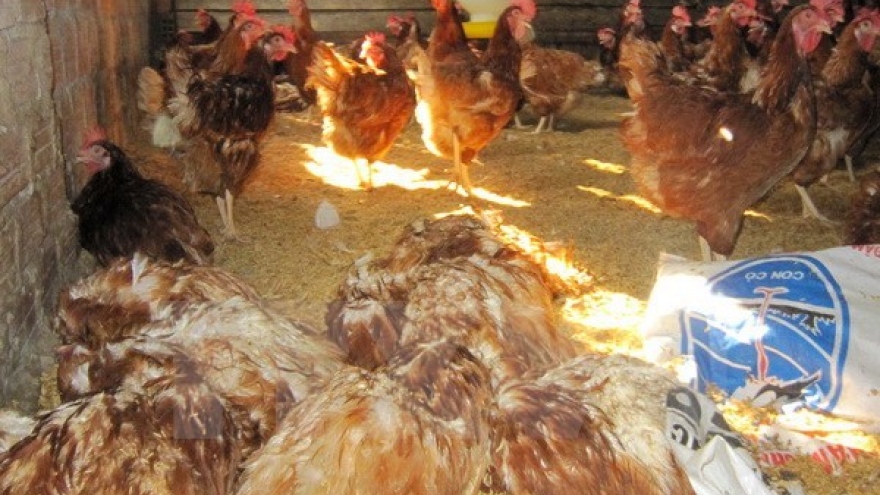 Vietnam to produce own avian influenza vaccine from 2018