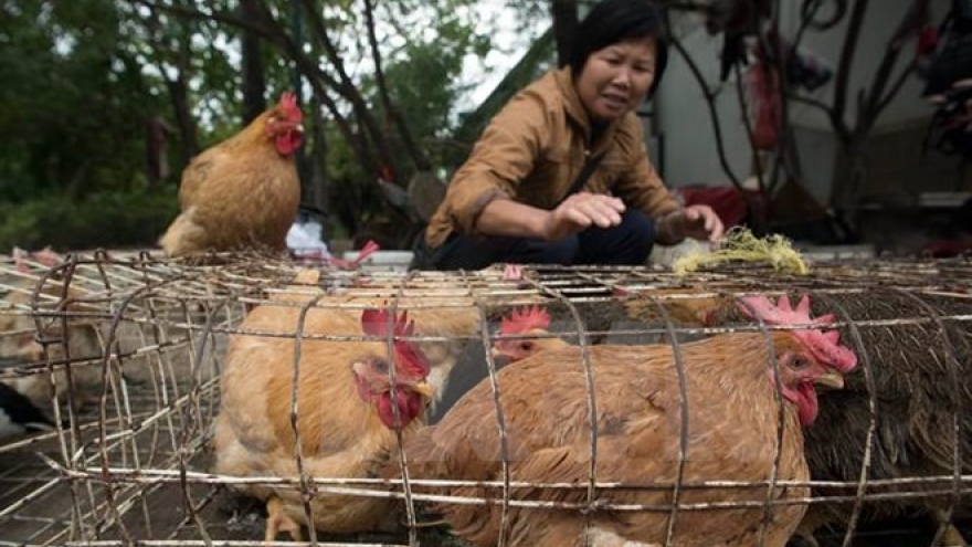 Ministry warns of risk of avian influenza A intrusion in Vietnam