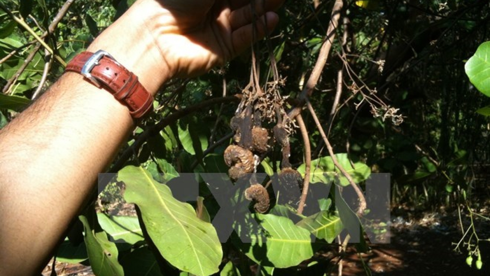 Cashew production forecast to drop nearly 20 percent in 2017