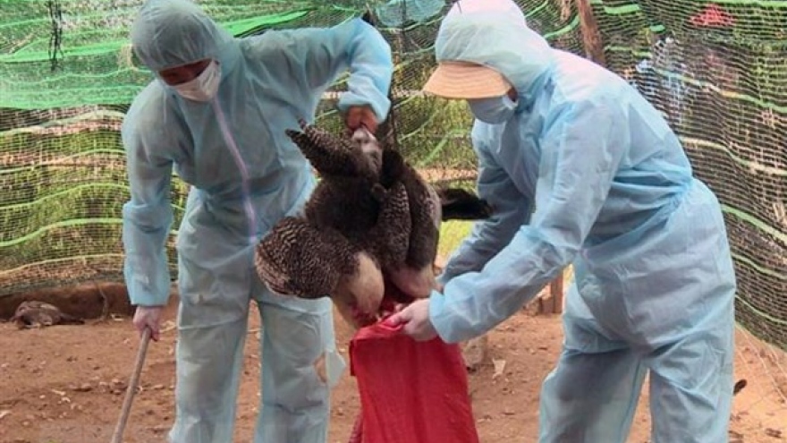 Two outbreaks of A/H5N6 avian flu reported in Ba Ria Vung Tau