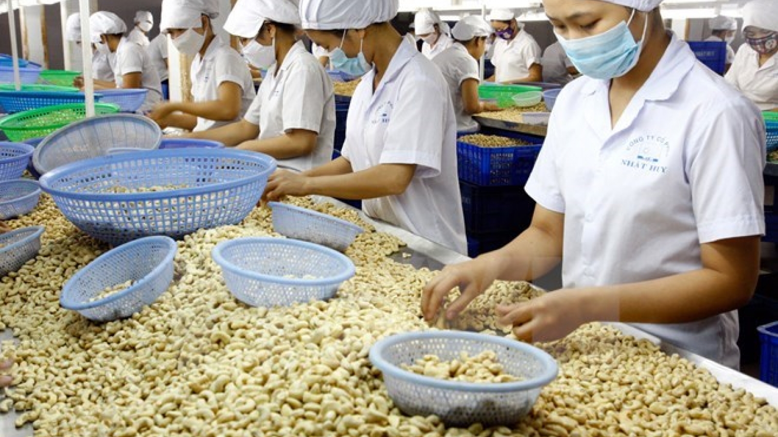 Int’l client conference to promote Binh Phuoc’s cashew