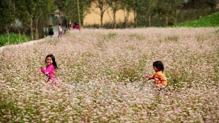 
        First Tam Giac Mach flower festival to be held in Ha Giang
                              