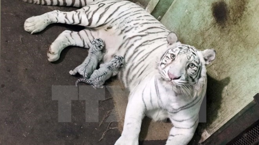 
        WWF urges closure of all tiger farms in Asia
                              