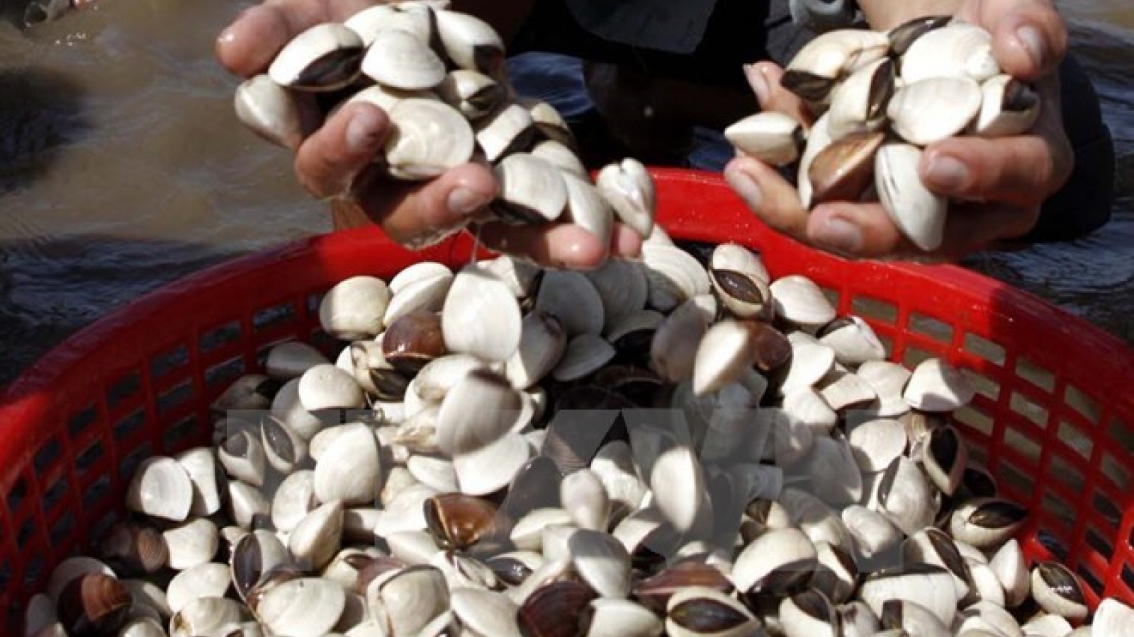 Binh Thuan temporarily bans exploitation of mollusc, bivalve at sea