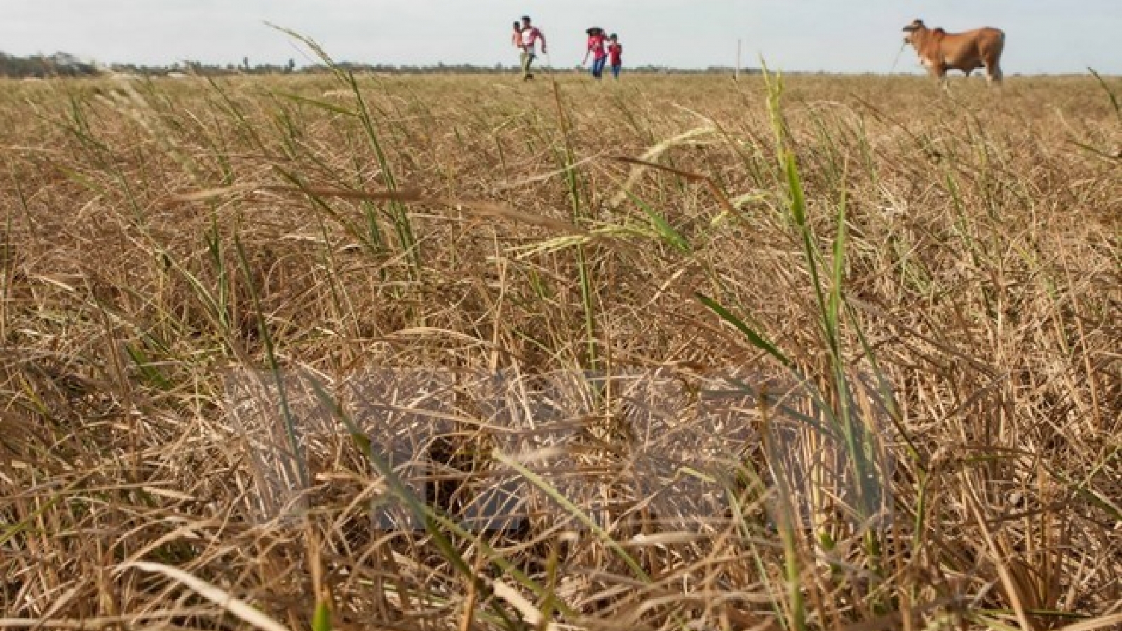 Mekong Delta farmers grapple with worst saline intrusion
