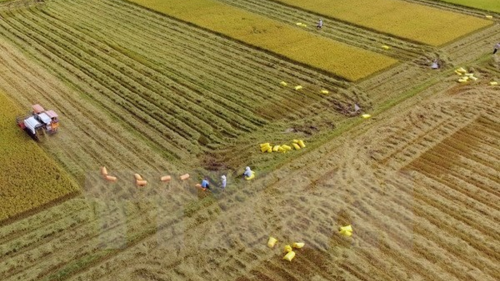 Vietnam’s agriculture to profit from TPP: Argentine paper