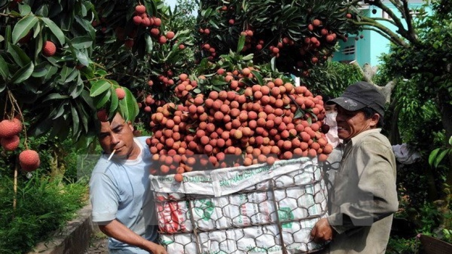 
        Bac Giang seeks to boost lychee consumption
                              
