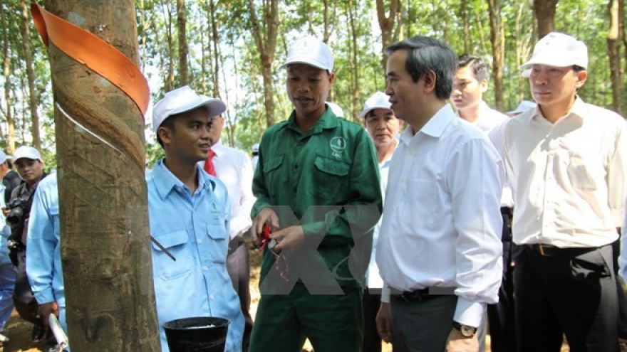 Rubber cultivation critical to development in northwest