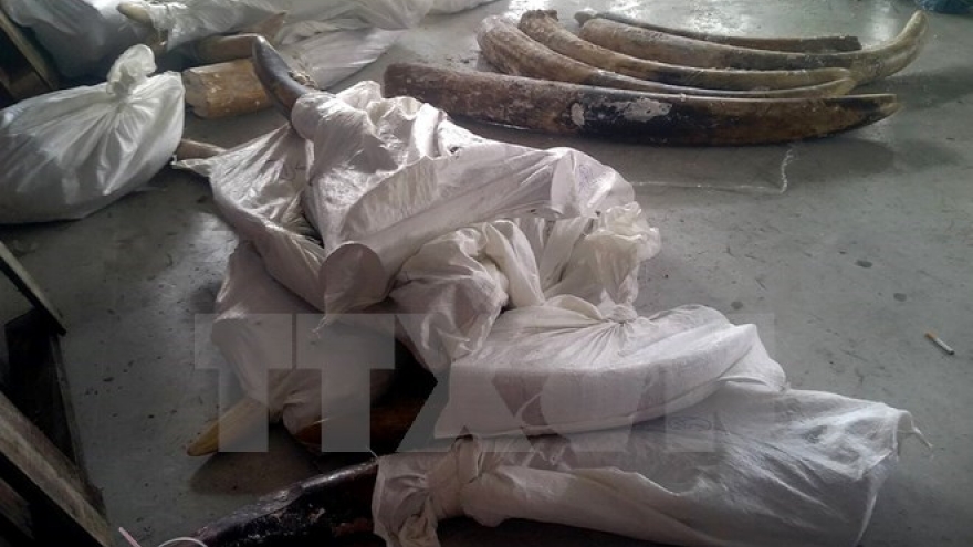 HCM City: 529 kg smuggled tusks uncovered