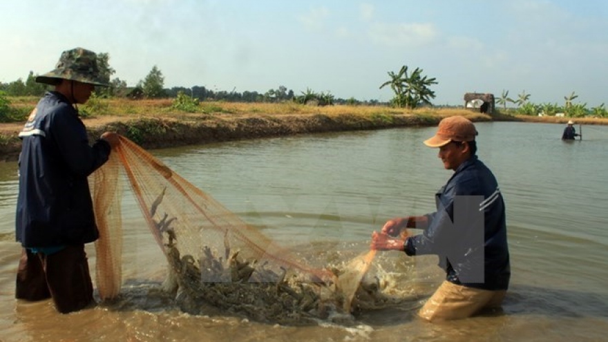 Localities urged to boost breeding shrimp production